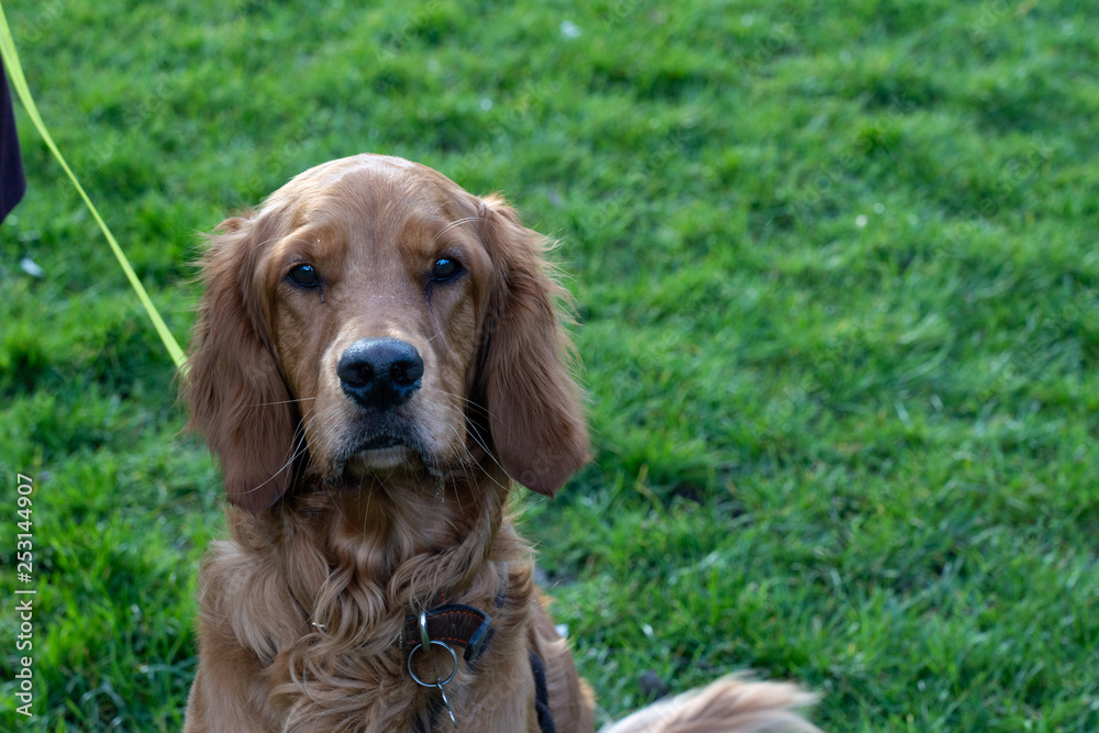 Irish Setter Cross looking at the camera. Irish Setter Cross looking at the camera.