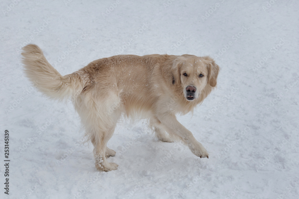 Cute golden retriever is looking at the camera. Pet animals. Cute golden retriever is looking at the camera. Pet animals.
