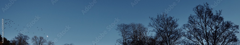 Moon with birds and trees Moon with birds and trees