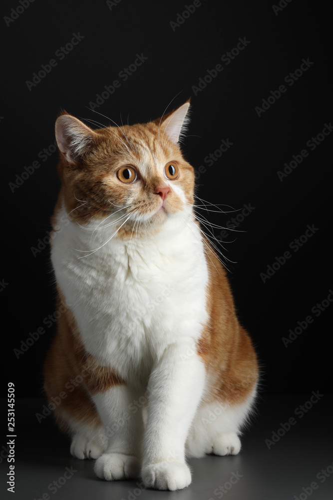 red male cat, walking towards camera, isolated in black