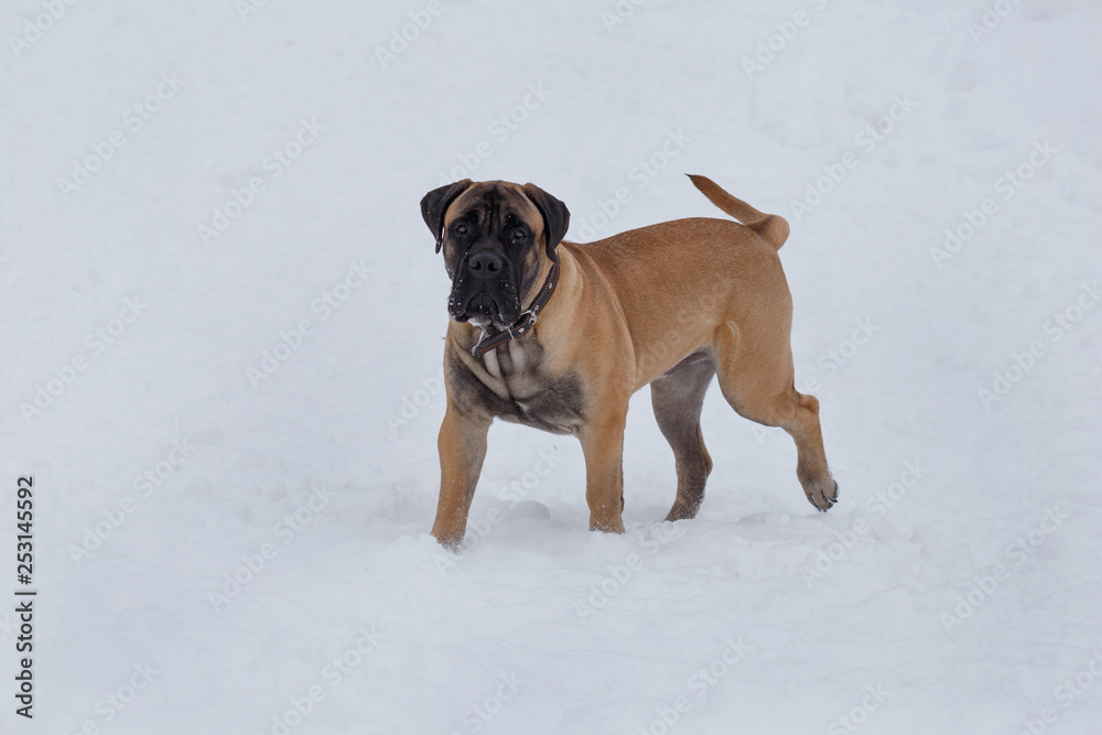 Cute bullmastiff puppy is standing on the white snow. Pet animals. Cute bullmastiff puppy is standing on the white snow. Pet animals.