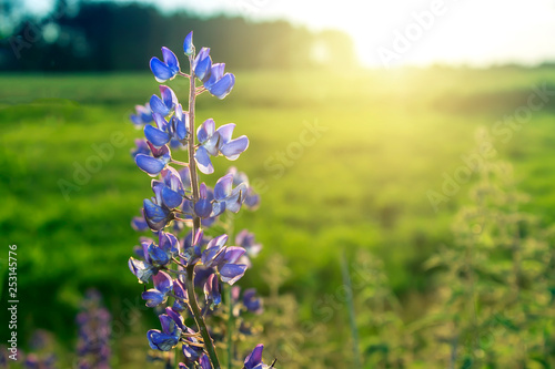 Lupine flower at sunset. Sunlight shines on plants. Violet spring and summer flowers. Gentle warm soft colors, blurred background.