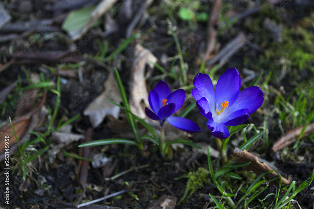 Beautiful first spring flowers crocuses in blossom Beautiful first spring flowers crocuses in blossom