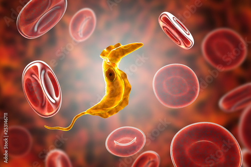 Trypanosoma cruzi parasite, 3D illustration. A protozoan that causes Chagas' disease transmitted to humans by the bite of triatomine bug photo