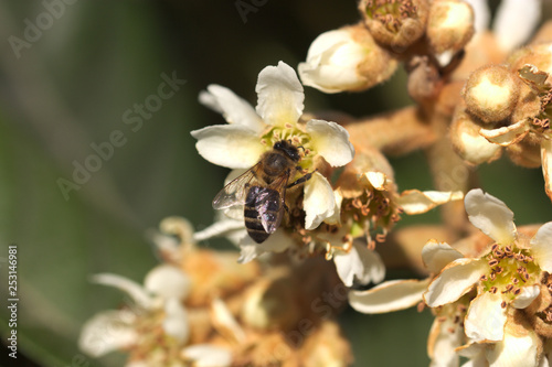 A bee collecting pollen among the flowers of a medlar