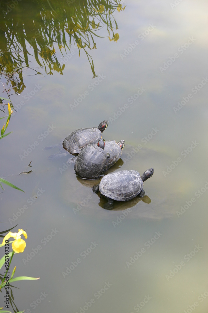 Fototapeta premium 水面の亀