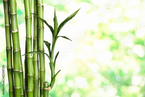 Fototapeta Naklejka Na Ścianę i Meble -  Many bamboo stalks on natural background, decoration plant.