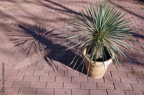 Yucca Rostrata photo