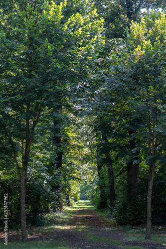 Long green alley in a park surrounded by green trees in a sunny summer day