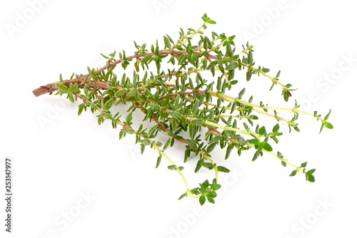 Fresh rosemary branch  close-up  isolated on white background