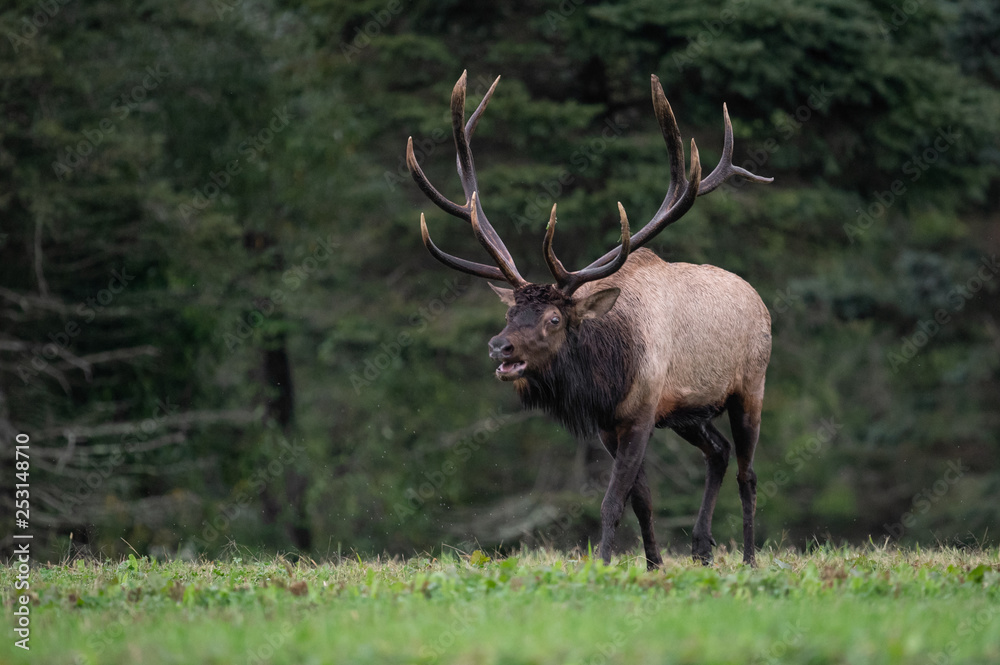 Bull Elk 