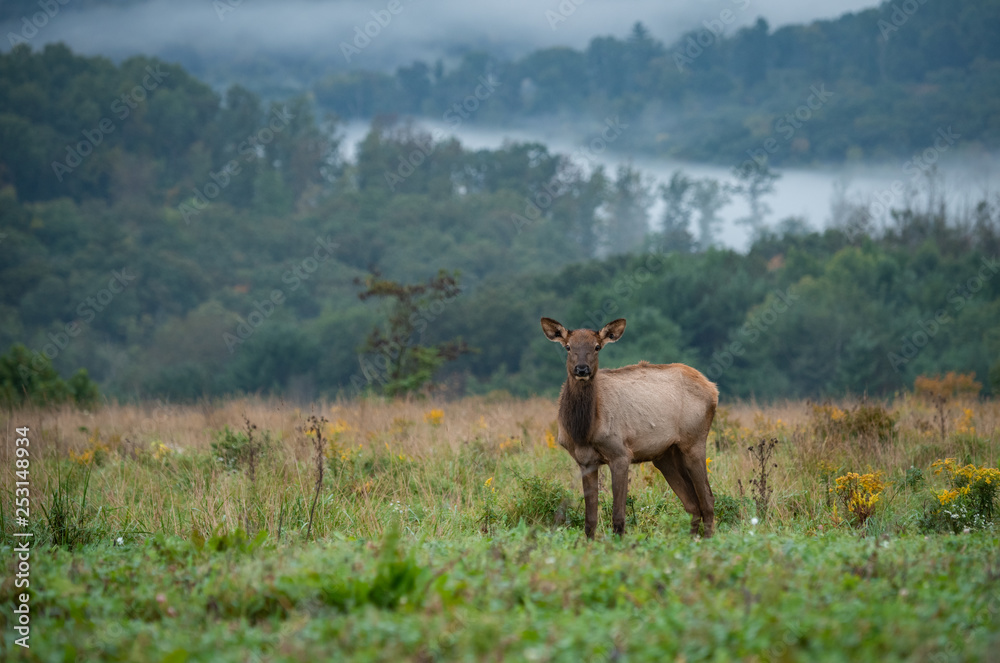 Obraz premium Elk in Pennsylvania 
