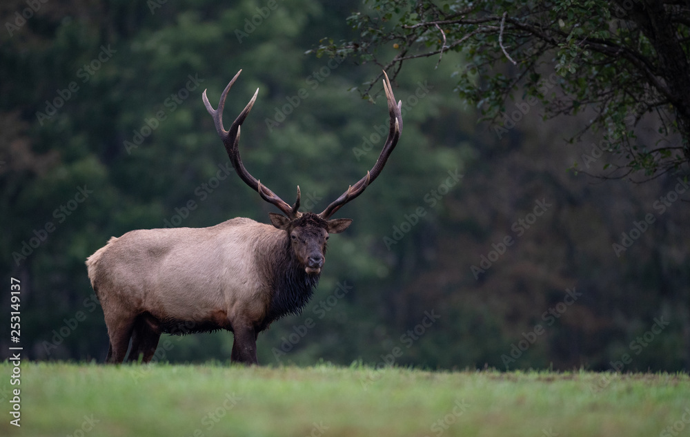 custom made wallpaper toronto digitalElk in Pennsylvania