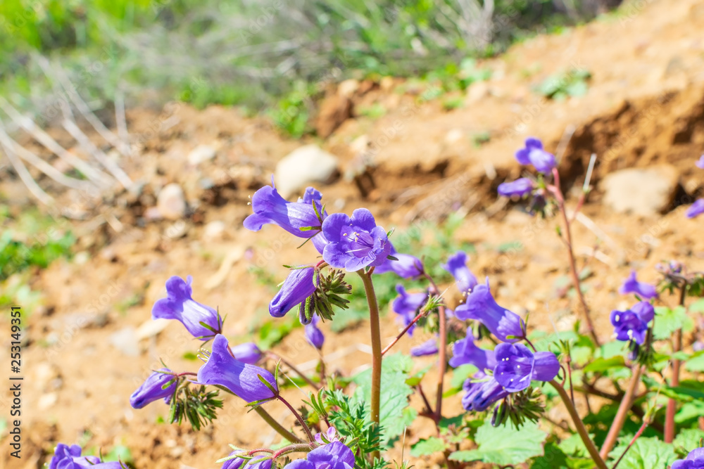 blue spring flowers with nature background blue spring flowers with nature background