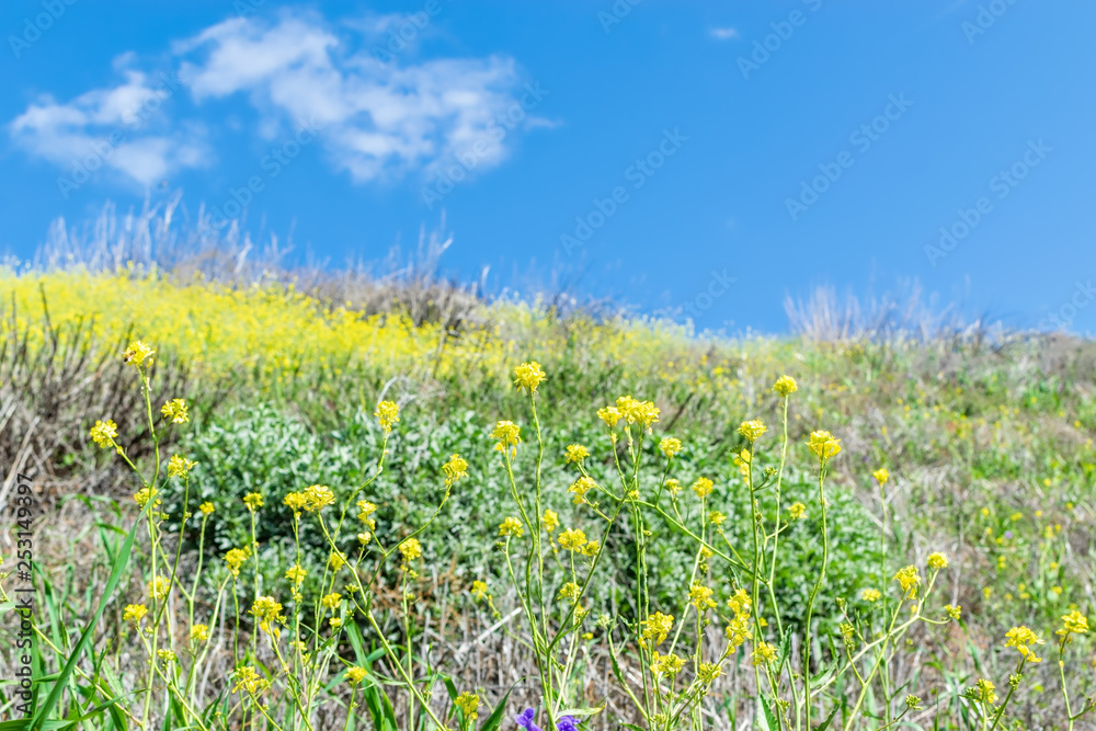 field of spring yellow flowers in wild