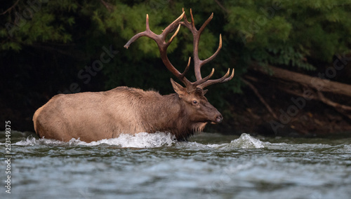 Elk