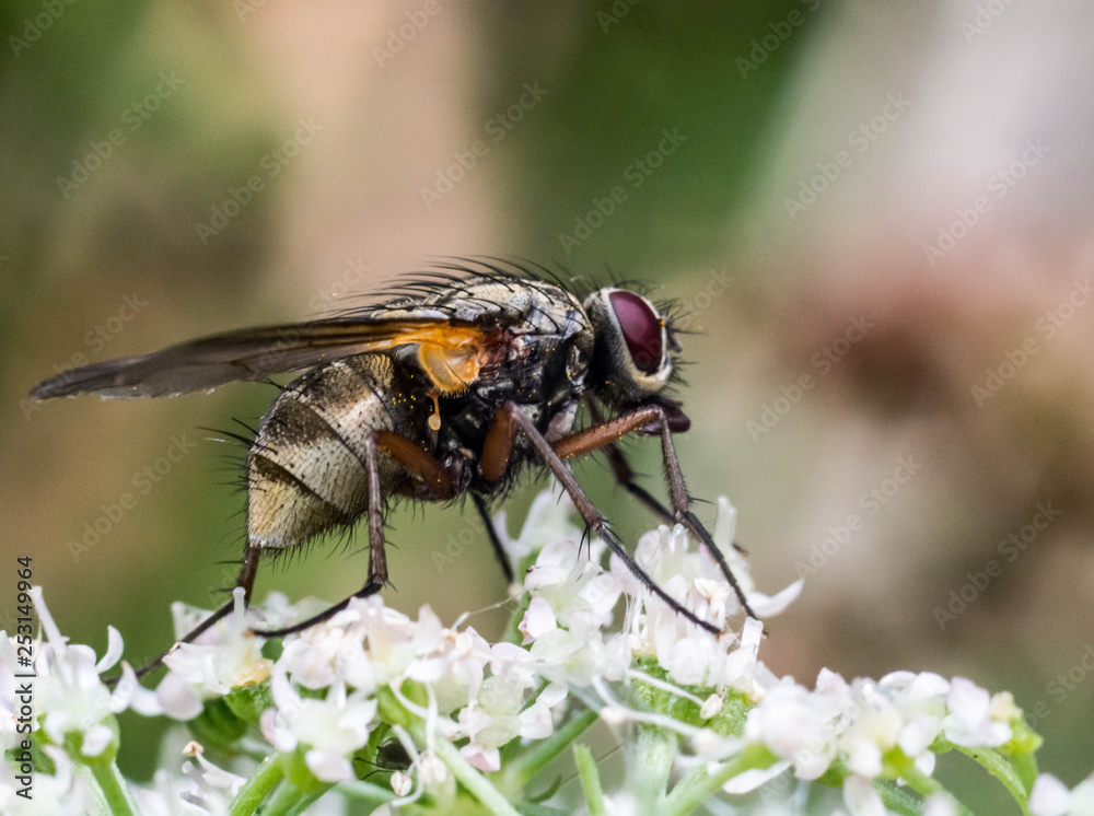 Fly Fly
