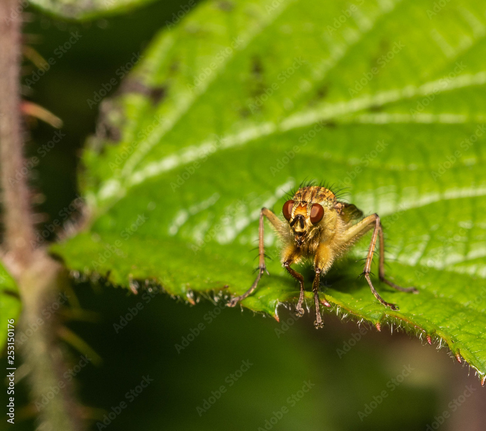 Fly