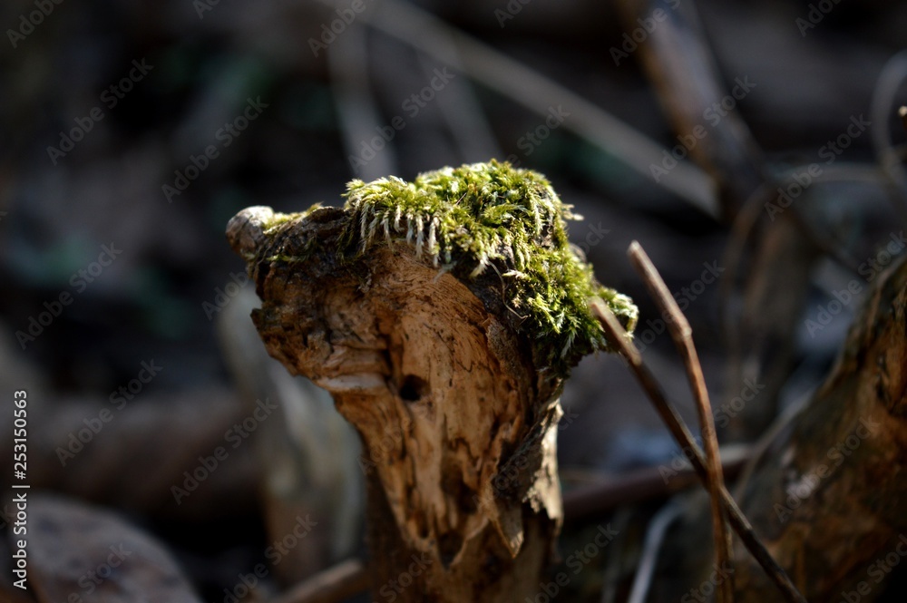 moss on the tree moss on the tree
