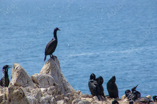 Cormorants on the Bay