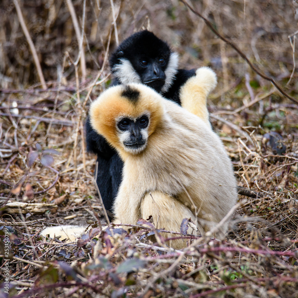 Fototapeta premium Common gibbon, White-handed gibbon