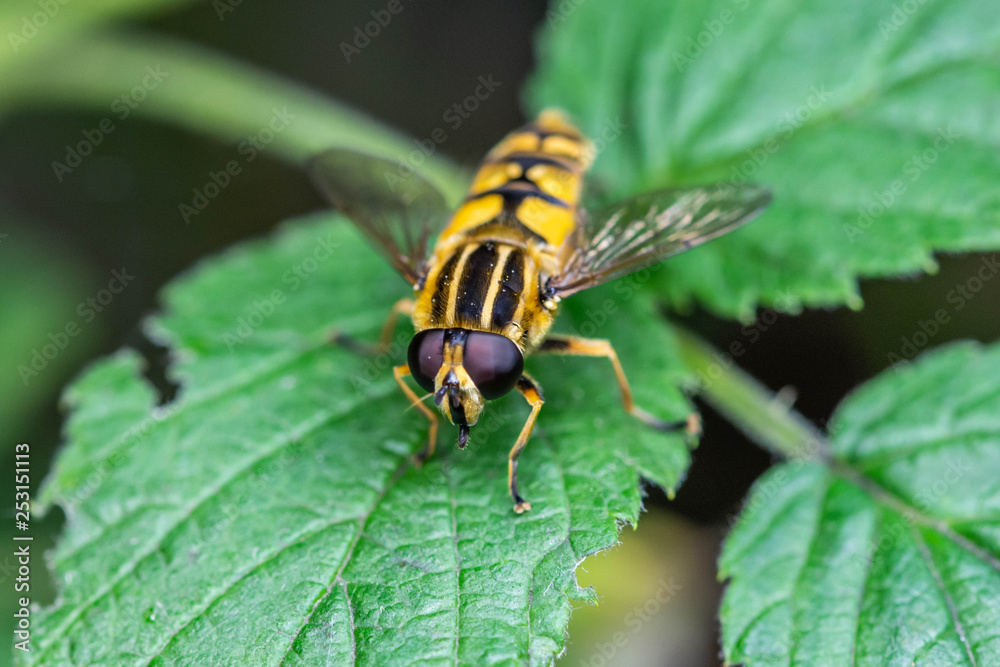 Hoverfly Hoverfly