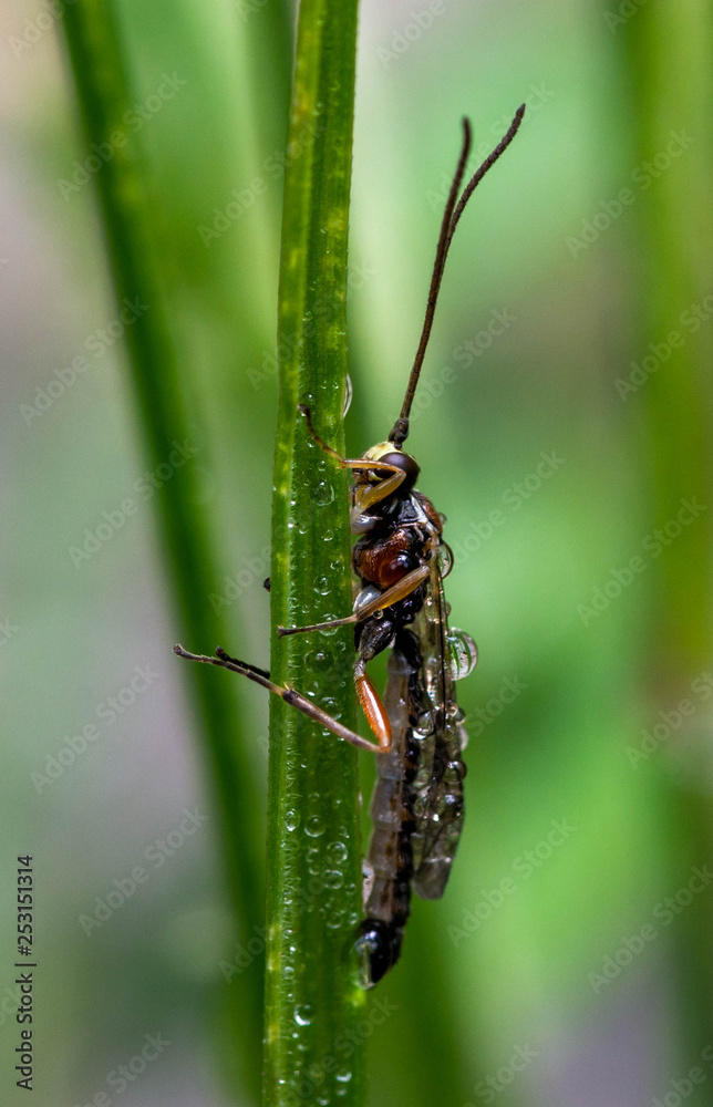 The Ichneumonidae are a parasitoid wasp family within the order Hymenoptera. Unlike other parasites, parasitoids kill their hosts. The Ichneumonidae are a parasitoid wasp family within the order Hymenoptera. Unlike other parasites, parasitoids kill their hosts.