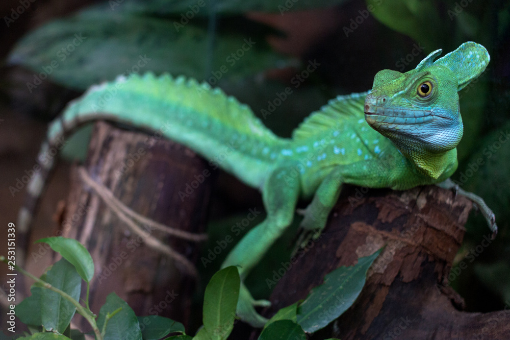 Fototapeta premium Green lizard - Green lizard with a long tail standing on a piece of wood