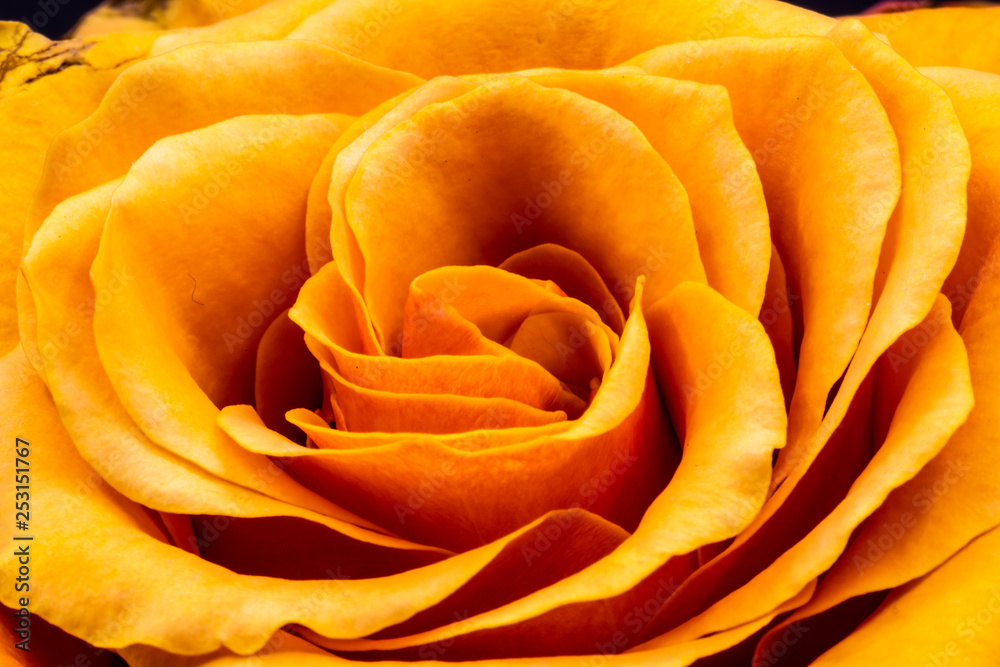 Fleurs Fleurs