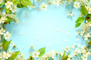 Beautiful spring nature background with lovely blossom, petal a on turquoise blue background , top view, frame. Springtime concept.