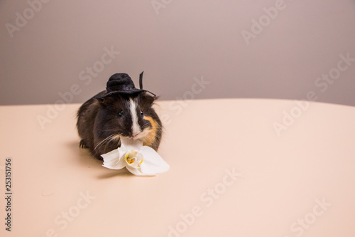 Little funny guinea pig in black hat eat the orchid flower. Cavy and orchid flower.