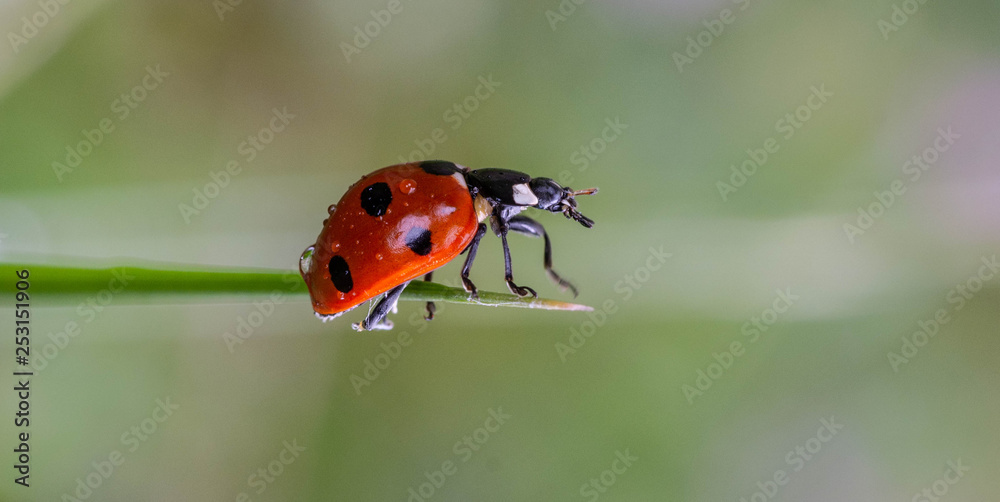 Obraz premium Ladybird (ladybug)
