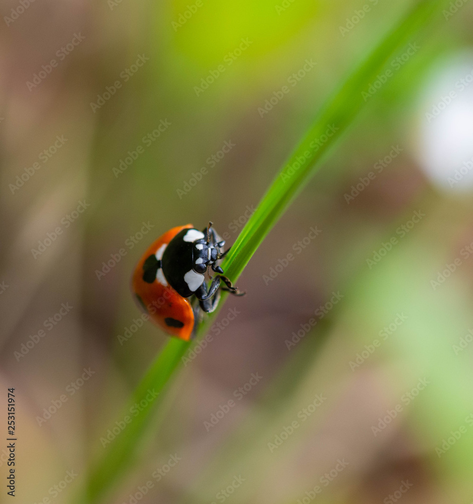 Beautiful ladibird / ladybug. Photo taken in my back garden, Ireland, Co Louth Beautiful ladibird / ladybug. Photo taken in my back garden, Ireland, Co Louth