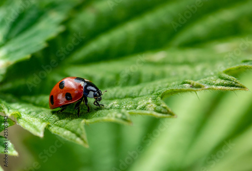 Beautiful ladibird / ladybug. Photo taken in my back garden, Ireland, Co Louth © Pavel