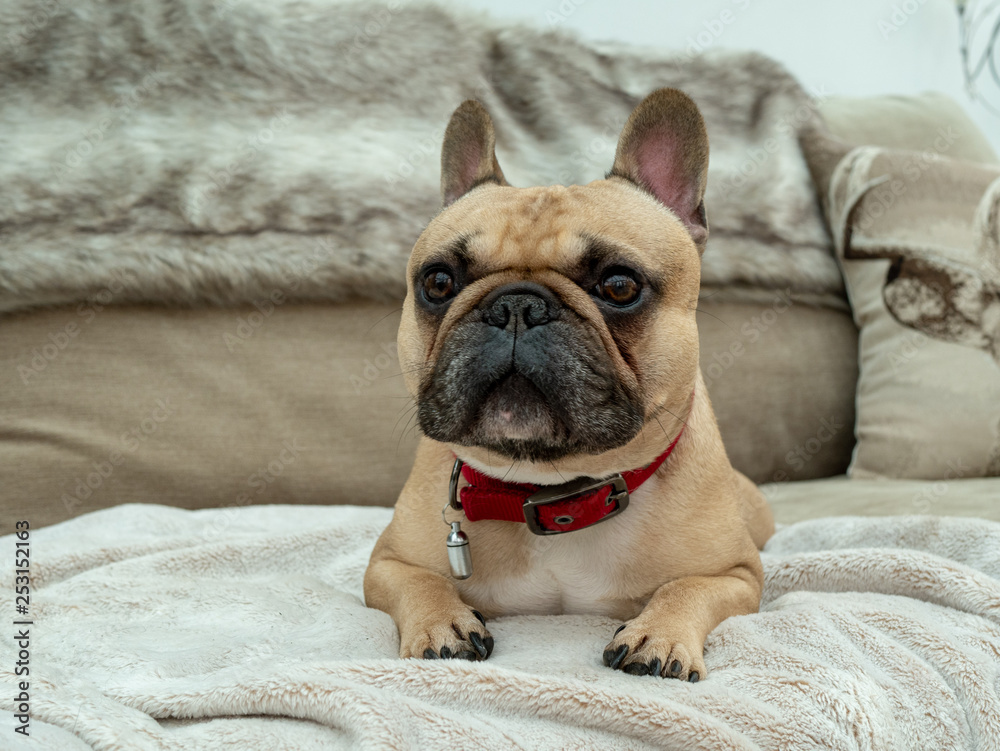 Sad looking french bulldog laid on sofa with fur blanket