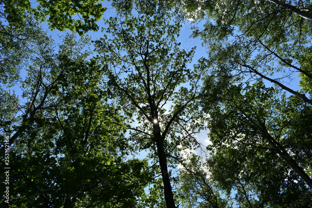 amazing panorama view of bright sun beam shining through the branch of tree amazing panorama view of bright sun beam shining through the branch of tree