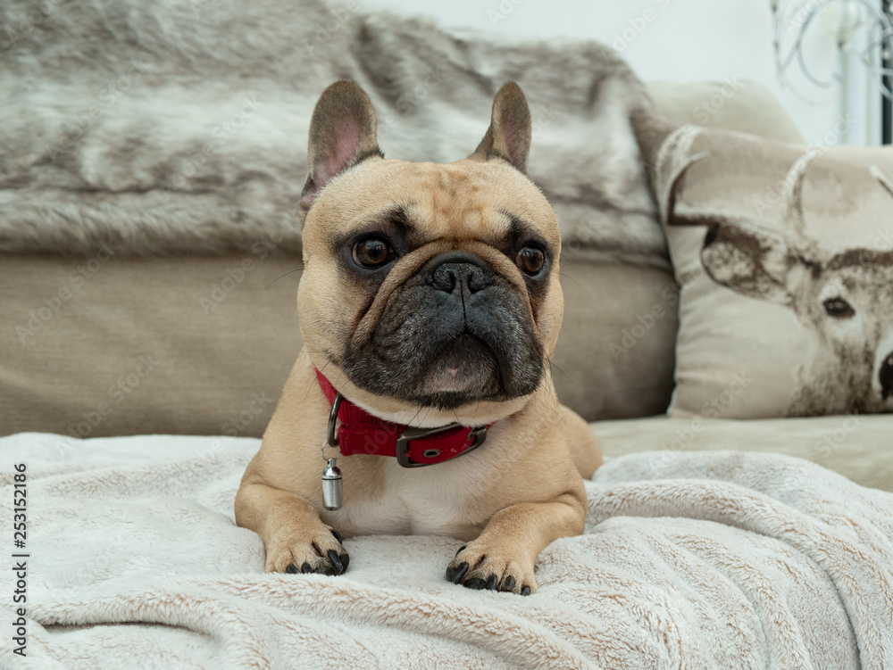 French bulldog looking off camera laid on blanket French bulldog looking off camera laid on blanket