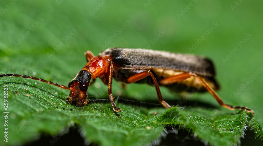soldier beetle