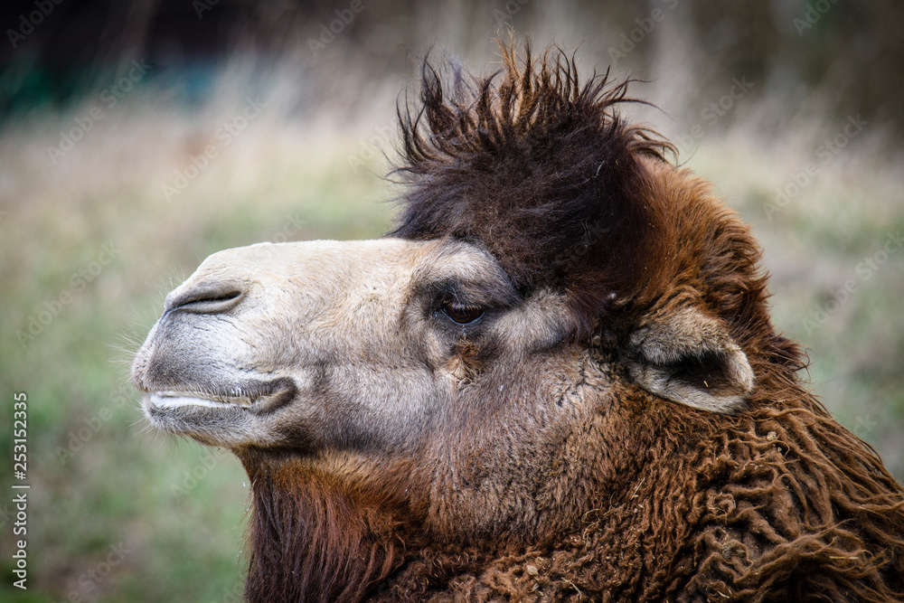 Obraz premium Portrait of camel on nature in spring