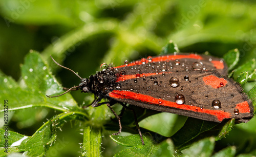 The Cinnabar Moth photo