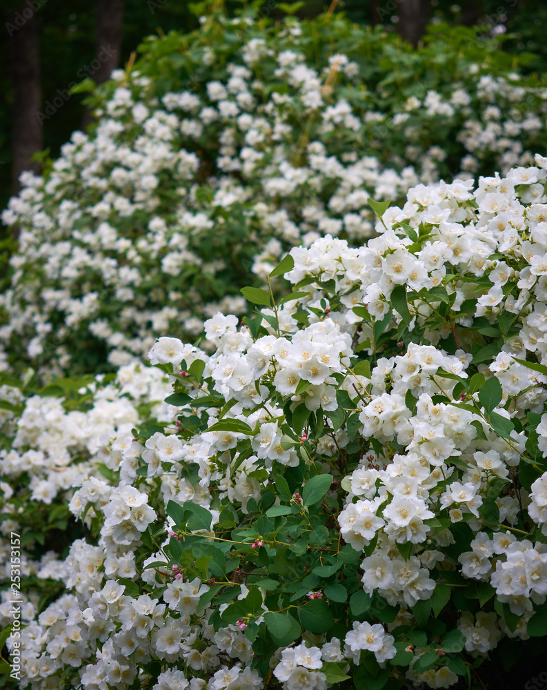Jasmine or jasminum officinale vine and white flowers in spring Jasmine or jasminum officinale vine and white flowers in spring