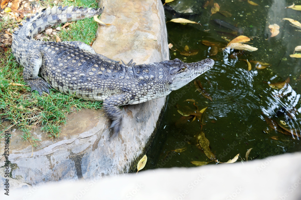 Fototapeta premium small nile crocodile posing in his paddock. Nile, Egypt