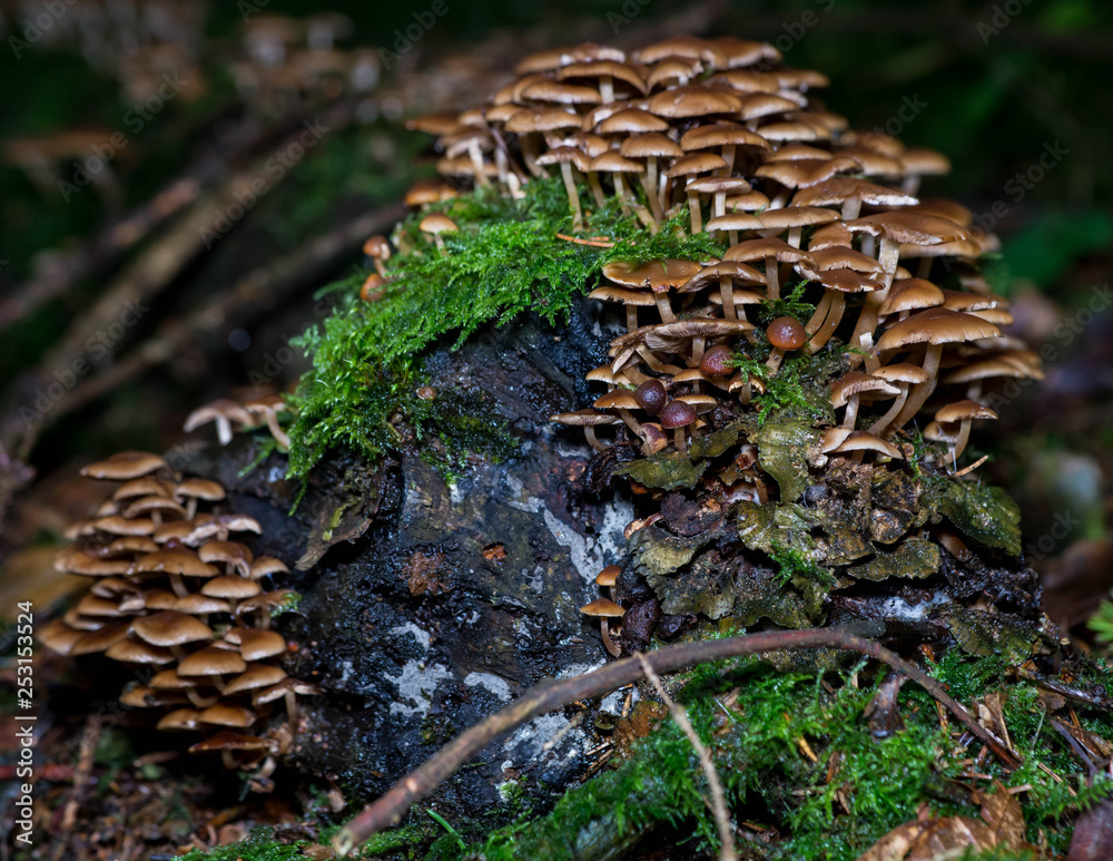 Pholiota Pholiota