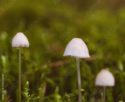 small white mushrooms together. Don't know name. Photo taken in Ravensdale forest park, co louth, ireland.