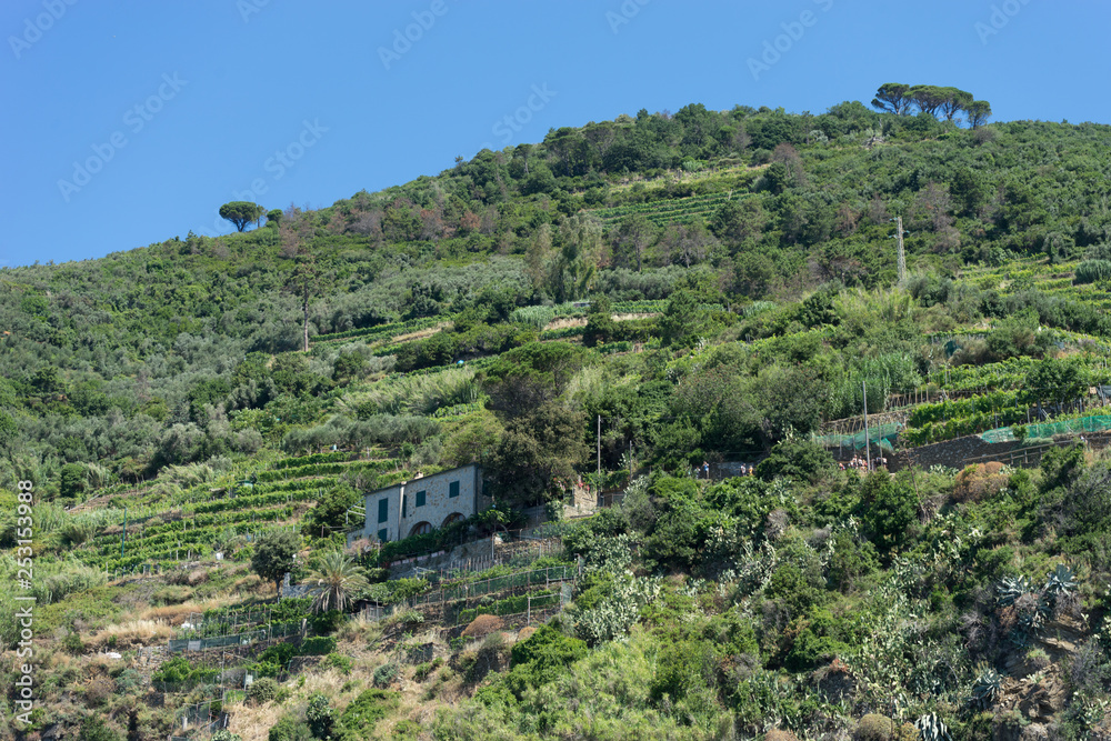 Italy,Cinque Terre, Vernazza, a large wineyard farm om the moutanin slope, terrace farming