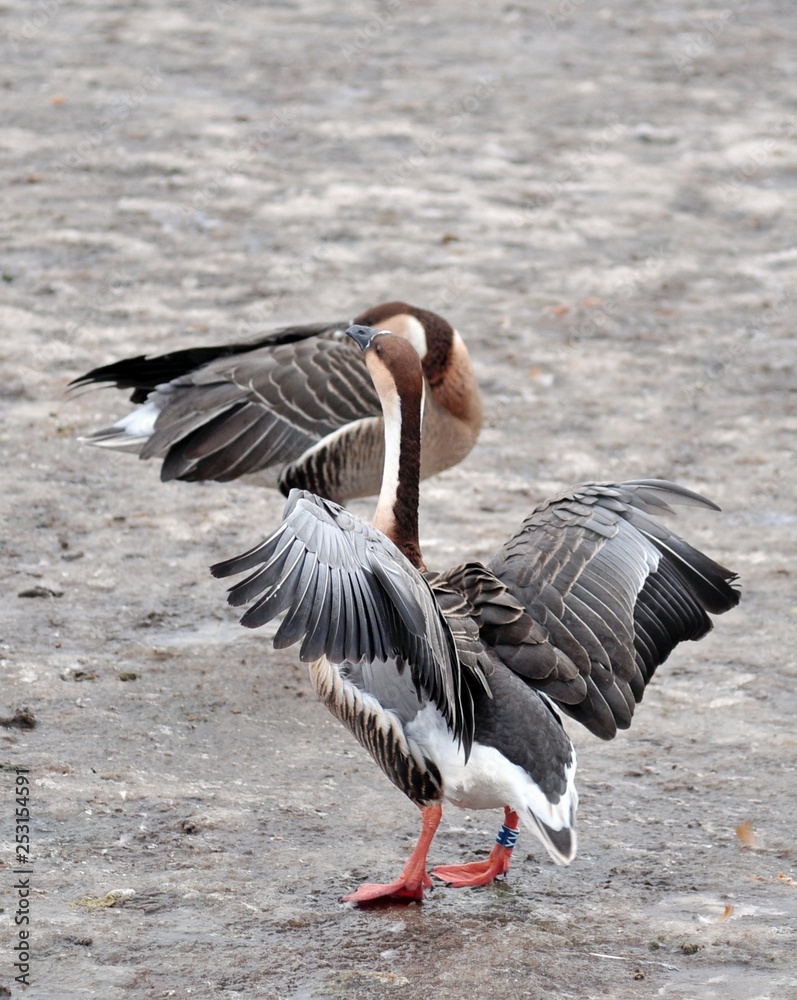 Grey goose on takeoff Grey goose on takeoff