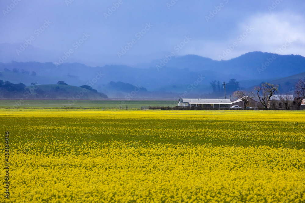 Colorful field of yellow flowers with mountains in background in Napa Valley, California.