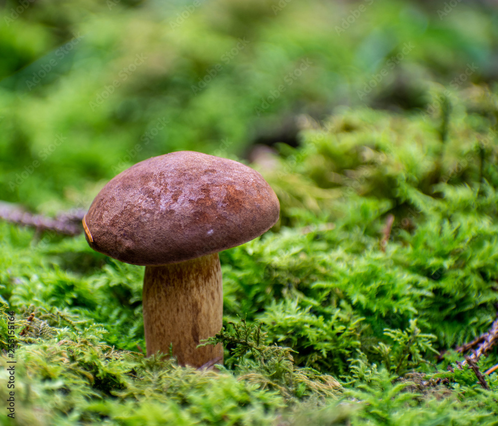 Boletus badius