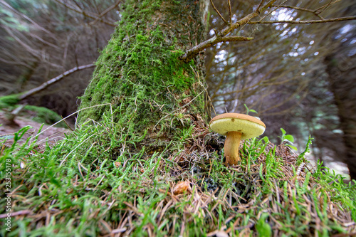 Boletus badius - beautiful edible mushroom. Photo taken in Ravensdale forest park, co louth, ireland.