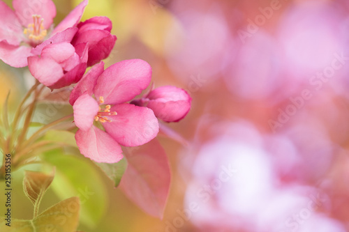 Beautiful Pink Flowering Tree Blossom
